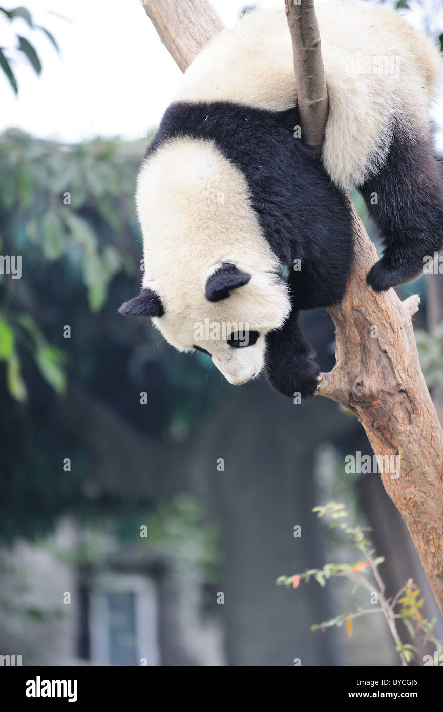 Panda climbing tree Banque D'Images