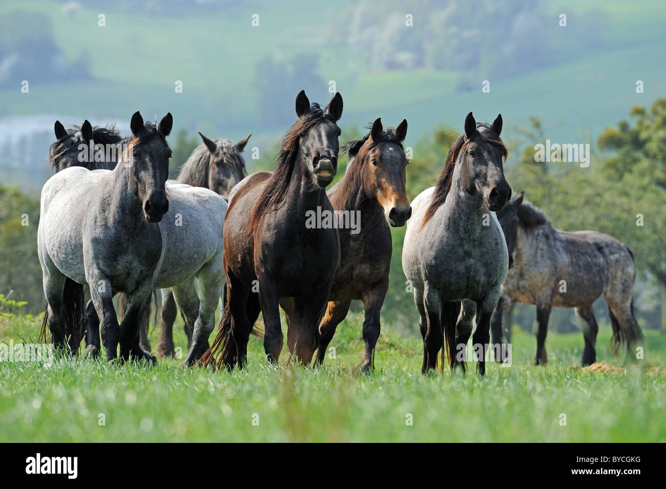 Noriker Cheval (Equus ferus caballus). Troupeau de juments sur un pâturage, l'un d'entre eux fait le flehmen. Banque D'Images