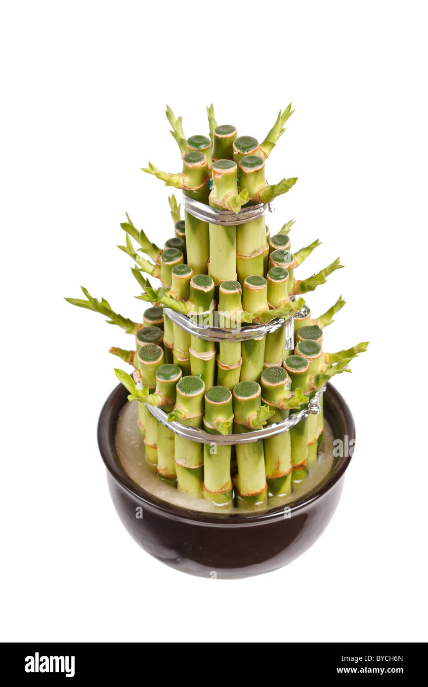 Cache-pot en bambou Banque D'Images