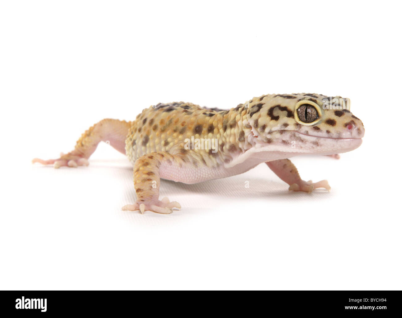 Gecko léopard Eublepharis macularius Portrait dans un studio Banque D'Images