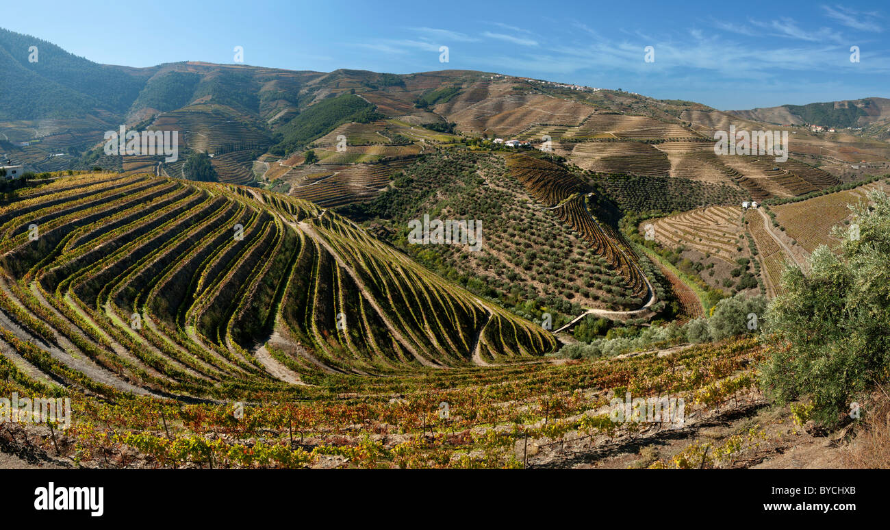 Le Portugal l'Alto Douro, vignobles en terrasses entre Regua et Pinhao à Casais do Douro Banque D'Images