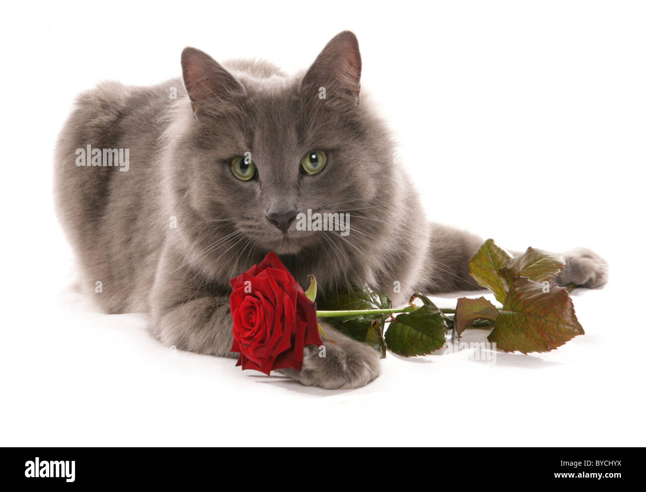 Chat Avec Rose Portrait Dans Un Studio Photo Stock Alamy