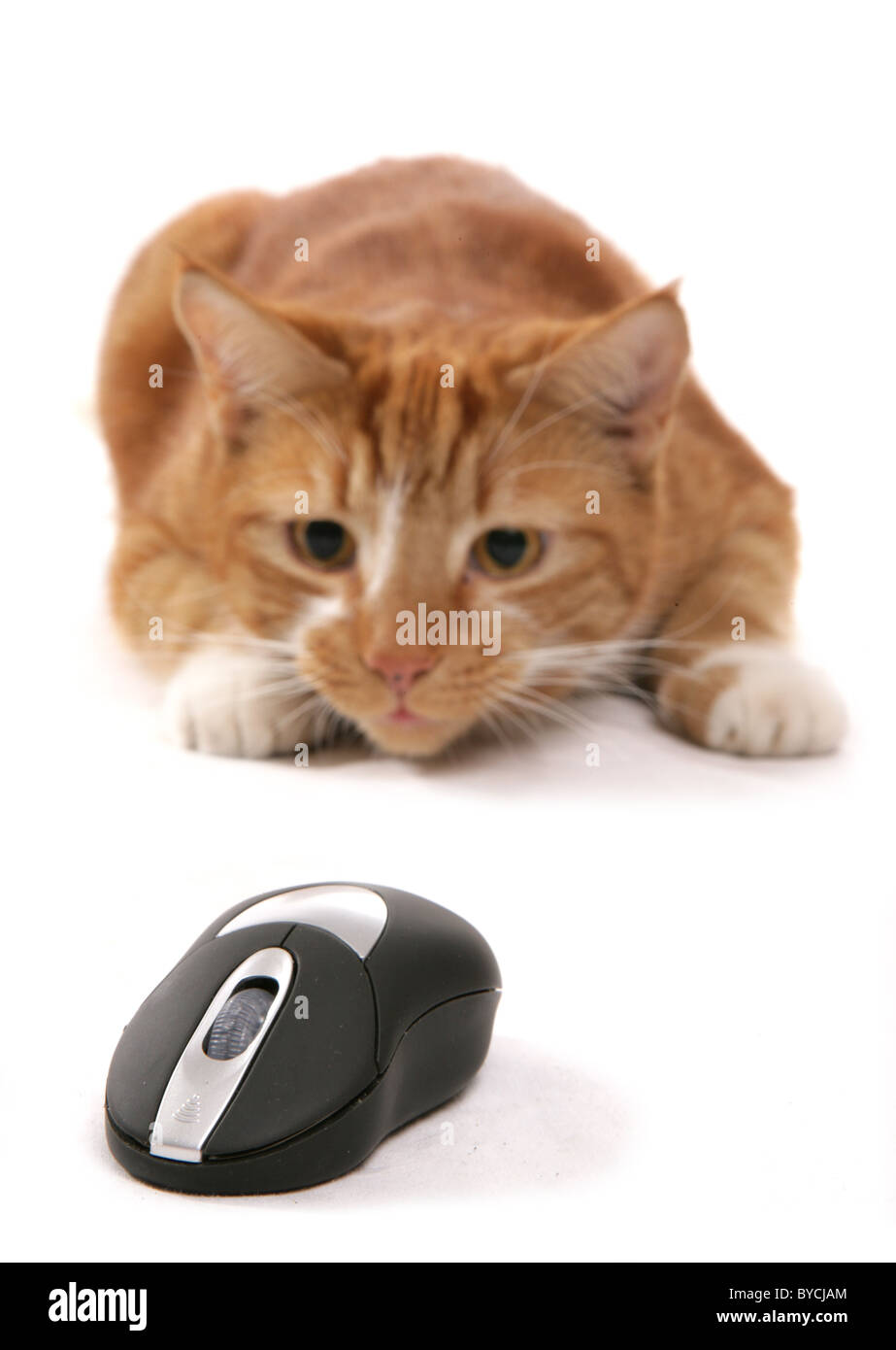 Le gingembre cat traque une souris d'ordinateur studio portrait Banque D'Images