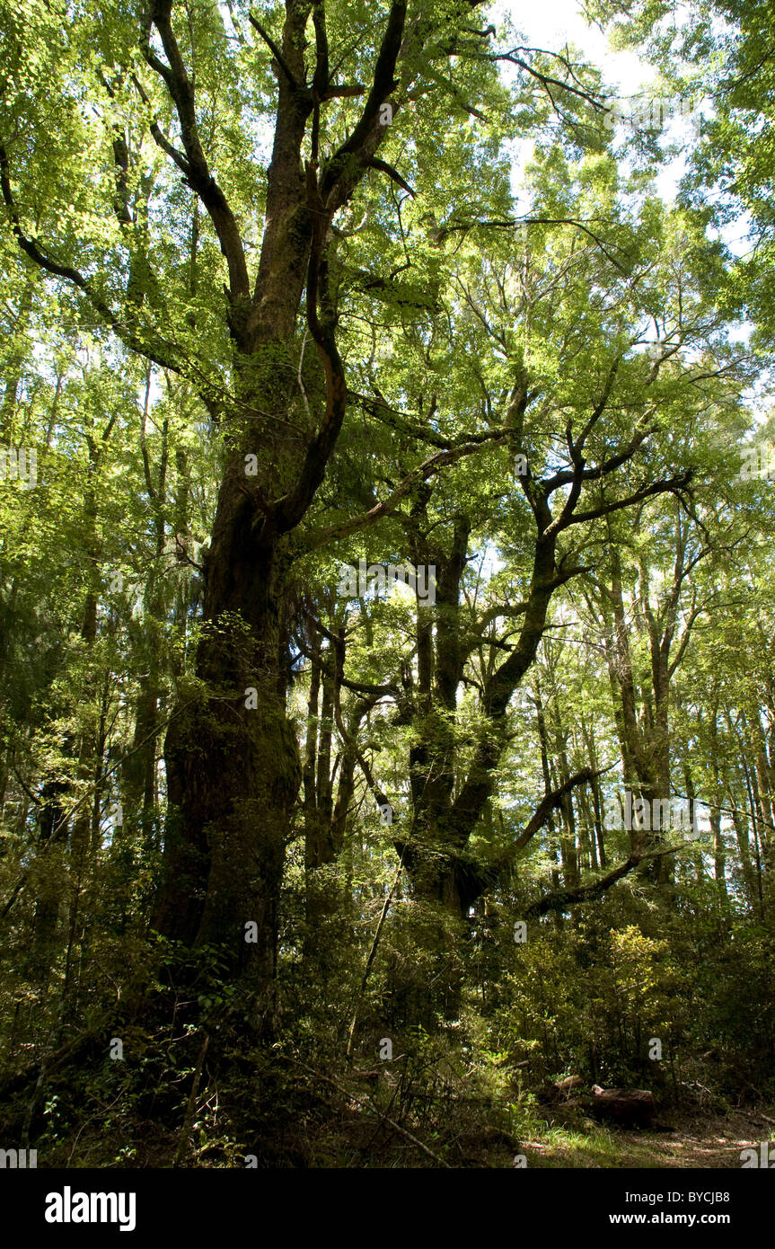 Cours d'eau limitrophes Scenic Reserve est l'un des très rares forêts naturelles qui restent dans la baie d'Hawke Banque D'Images