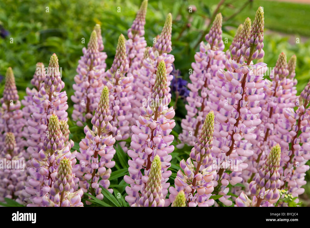 Lupins roses dans le jardin. Banque D'Images