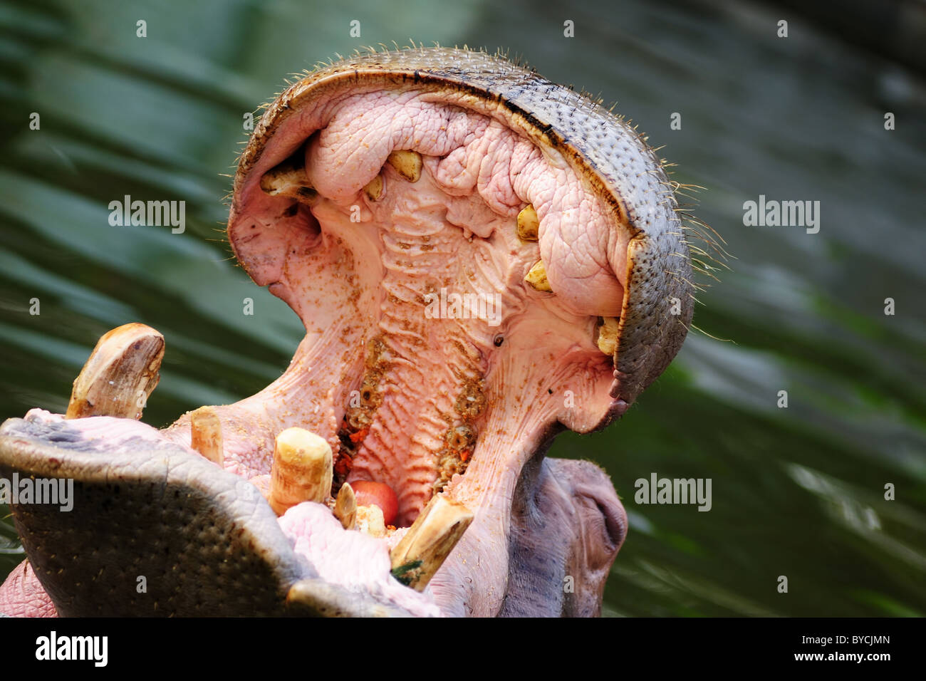 Hippopotamus amphibious ouvrant sa bouche en close-up Banque D'Images