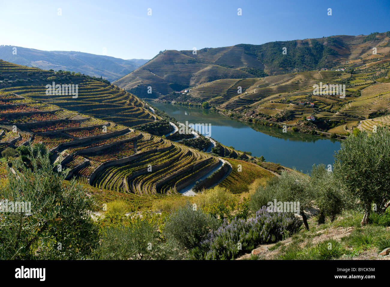 Le Portugal, l'Alto Douro, les vignobles et la rivière, près de Regua Banque D'Images