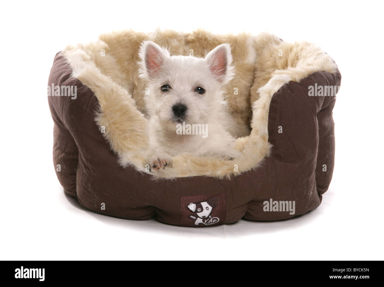 West Highland White Terrier puppy au lit Studio Portrait Banque D'Images