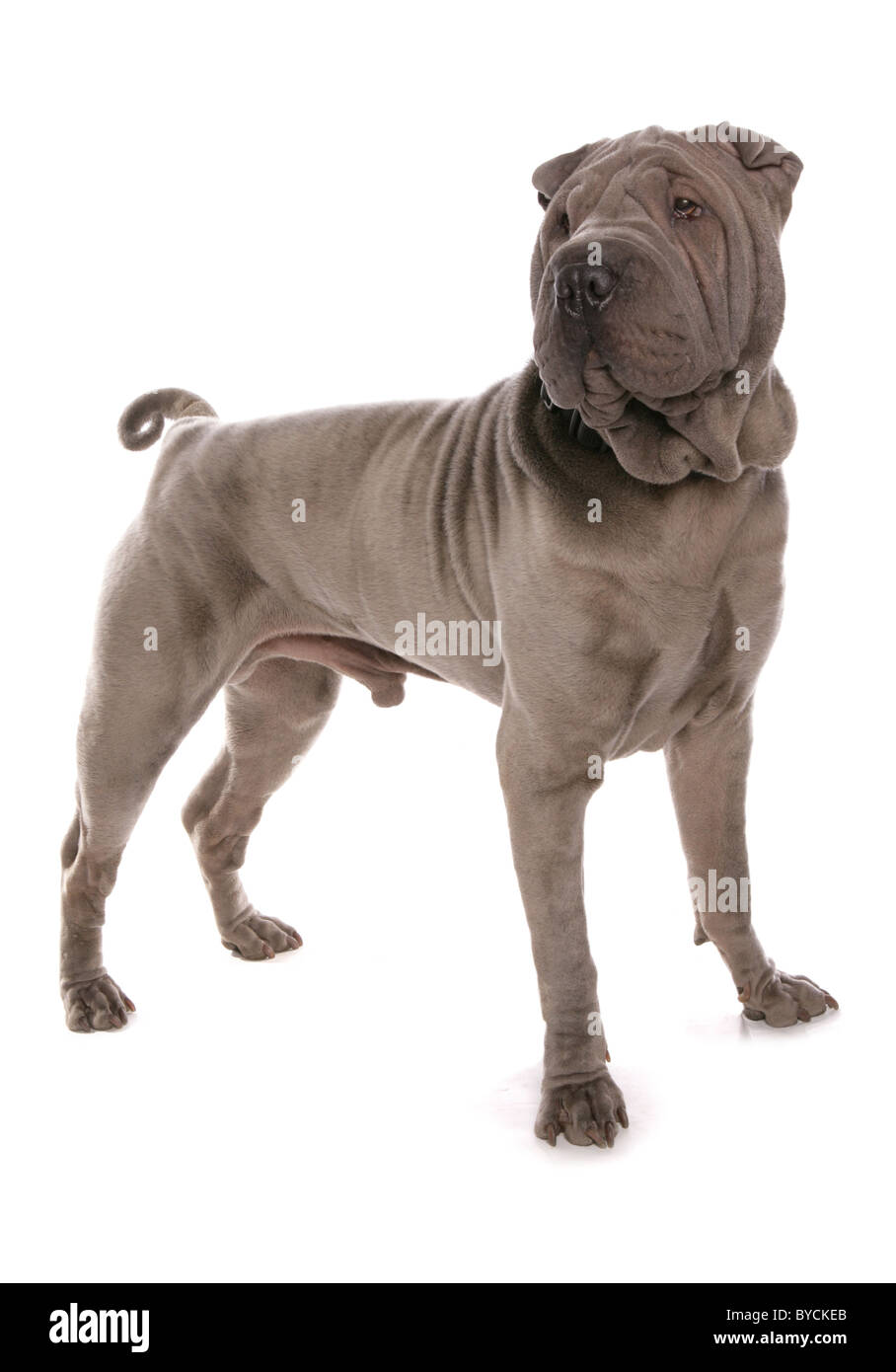 Shar-pei bleu chien portrait studio Studio Permanent Banque D'Images