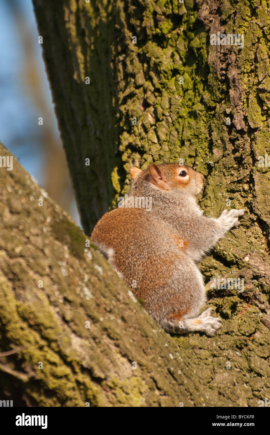 L'Écureuil gris (Sciurus carolinensis) Aplodontidae Banque D'Images