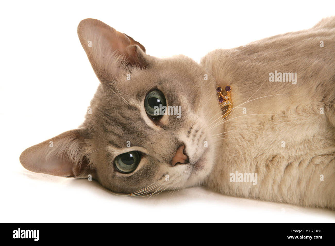 Cat tonkinois portrait pose découpe studio Banque D'Images