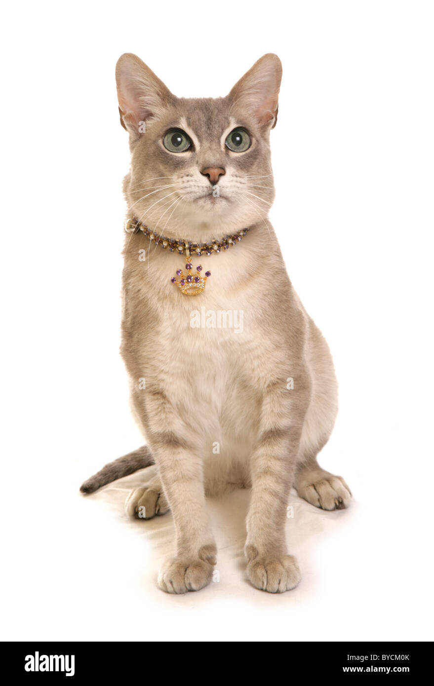 Portrait de chat tonkinois découpe studio Banque D'Images
