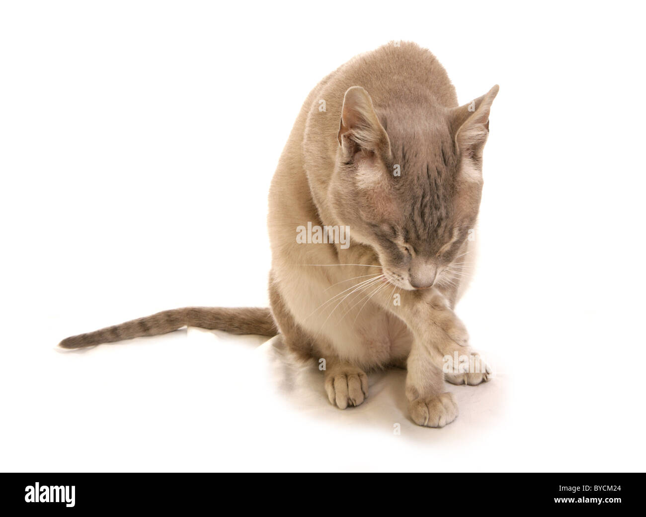 Tonkinois nettoyage découpe studio portrait de chat Banque D'Images