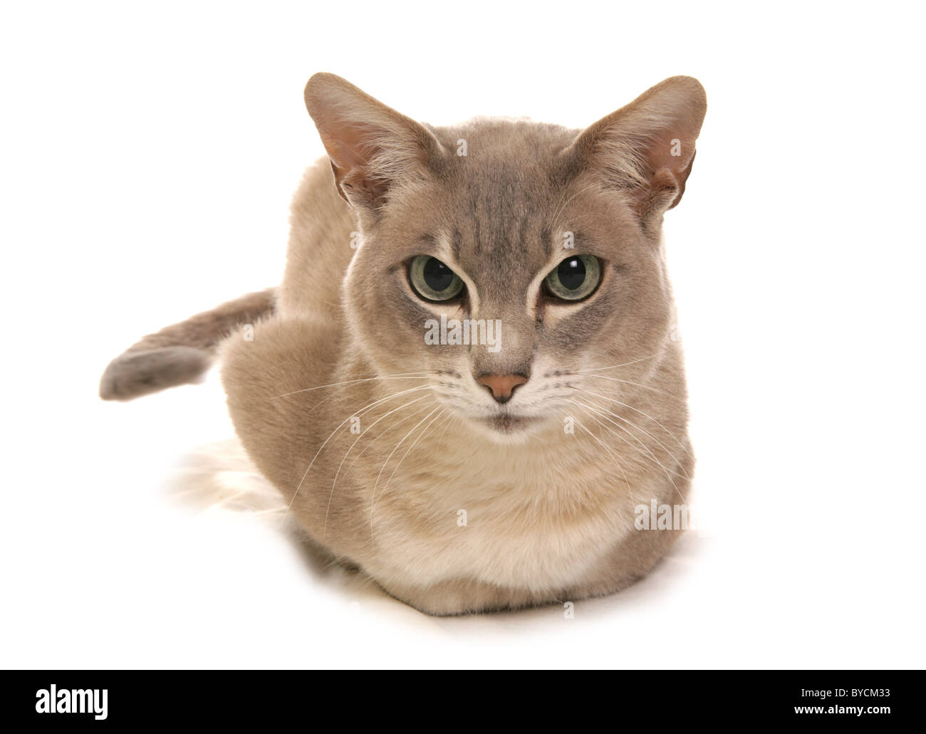 Portrait de chat tonkinois découpe studio Banque D'Images