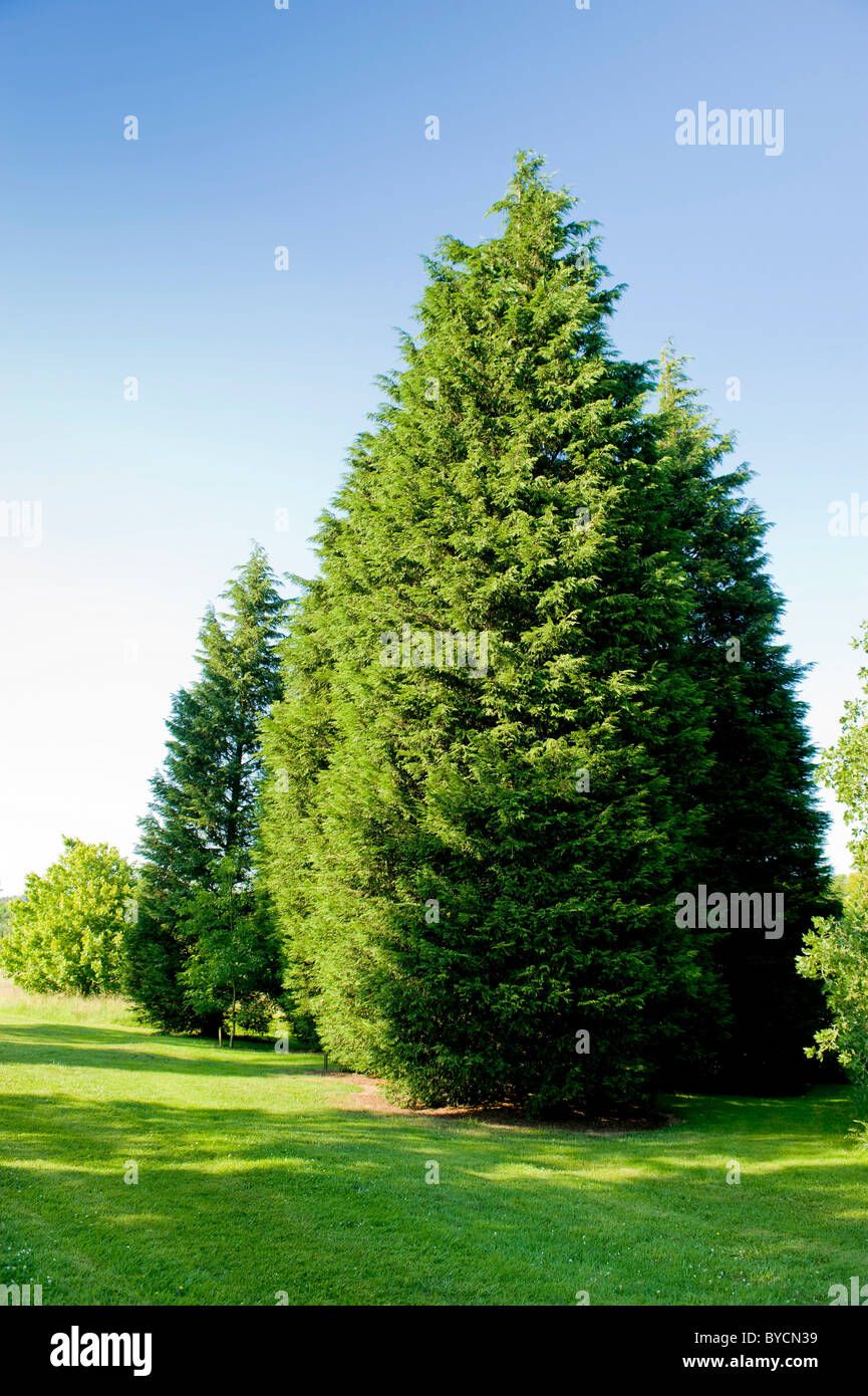 Leylandii arbres à l'arboretum du Yorkshire, dans le North Yorkshire. Banque D'Images