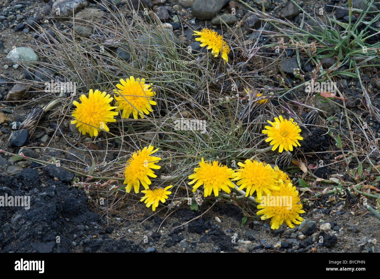 Des fleurs sur le chemin de El Calafate à Santa Cruz de la montagne Fitz Roy Patagonie Argentine Amérique du Sud Banque D'Images