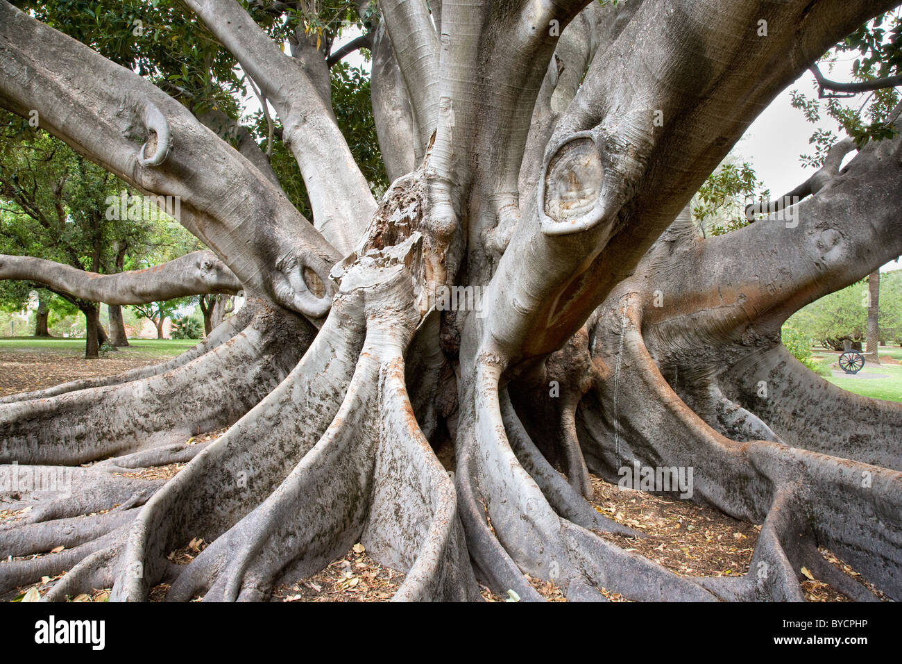 Renforcer les racines et troncs multiples d'un Moreton Bay fig tree dans Kings Park à Perth en Australie occidentale Banque D'Images