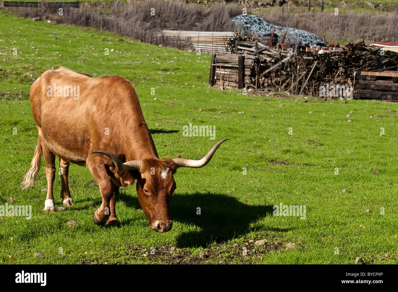 Le faïençage vache Texas Longhorn Banque D'Images