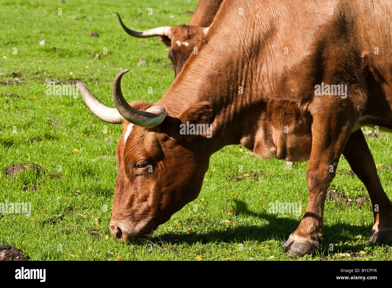 Le faïençage vache Texas Longhorn Banque D'Images
