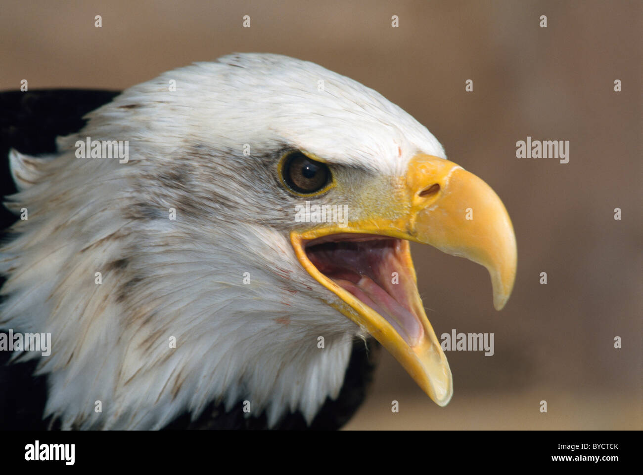 Dans Whitehead-Eagle Parque Las Aguilas de Teide. Tenerife, Canaries, Espagne Banque D'Images