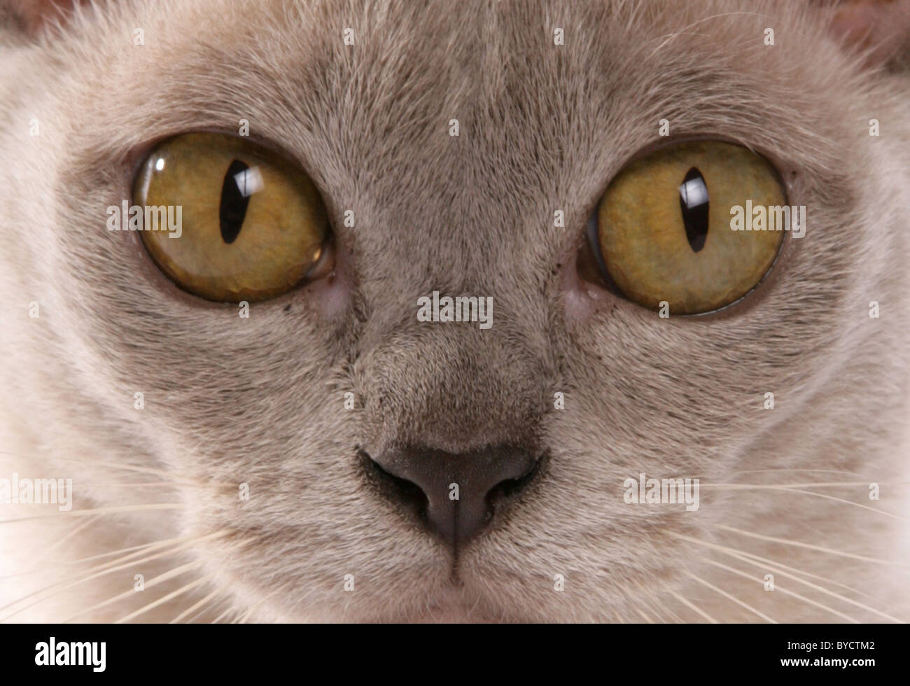 Chat Burmese Lilas close up portrait studio Banque D'Images