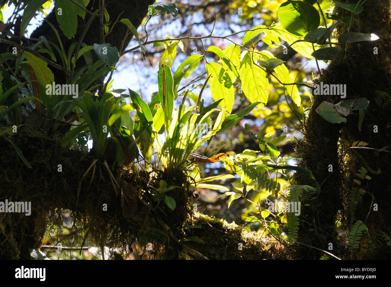 Une grande variété de plantes dans la cloudforest Banque D'Images