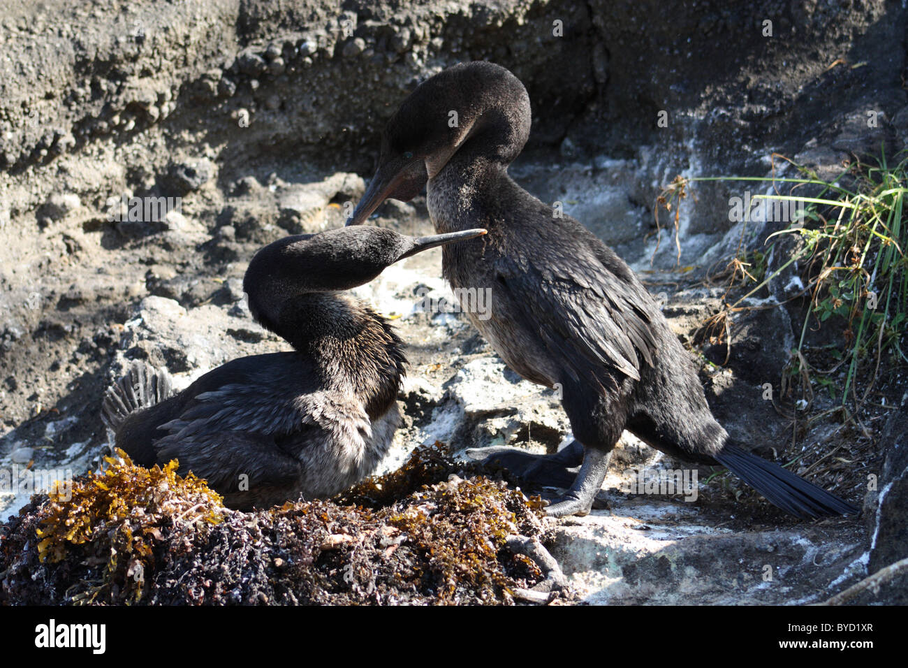 Chaque message d'autres cormorans aptères au nid sur Isla Isabela dans les îles Galapagos Banque D'Images