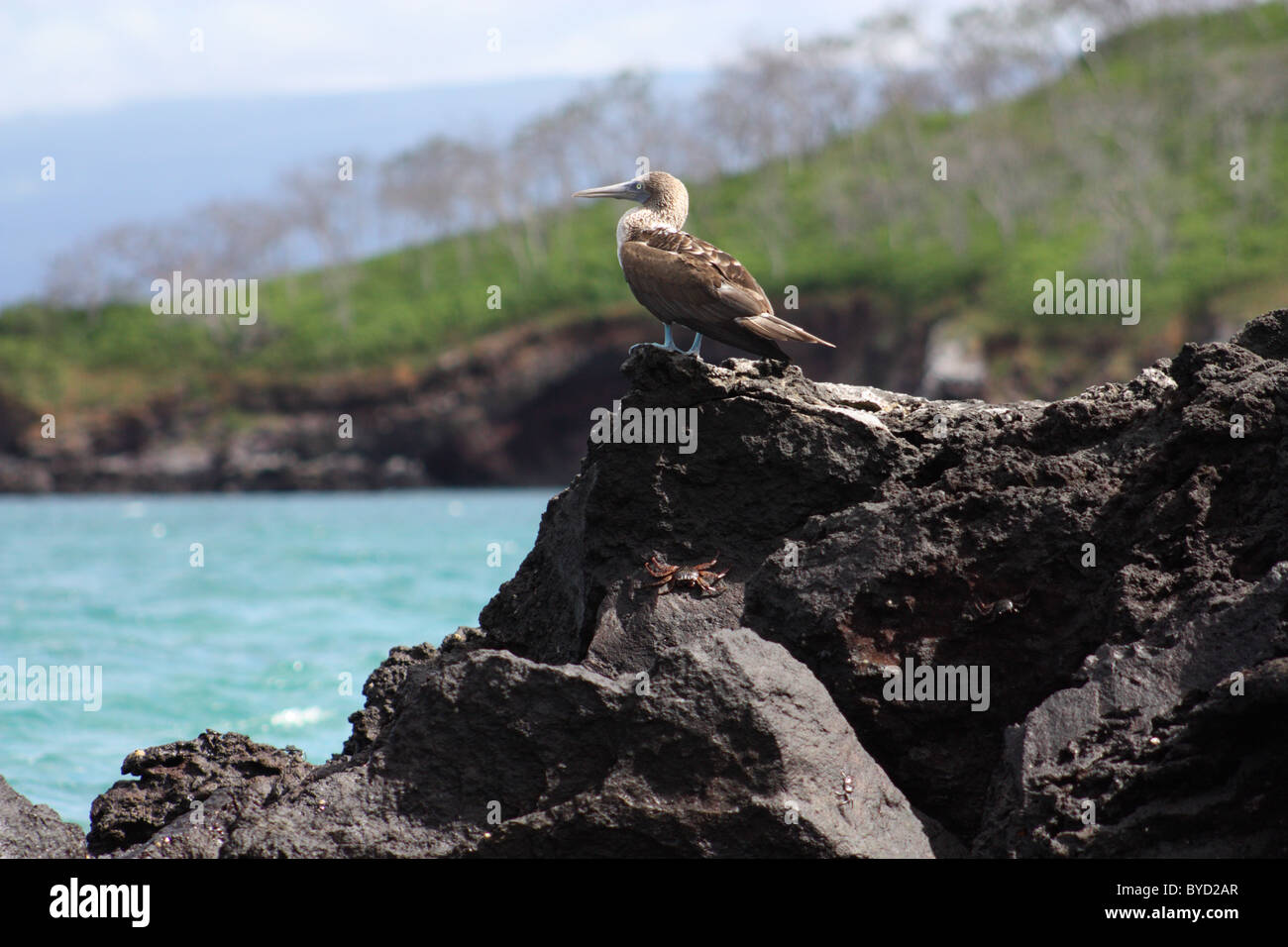 Pieds rouges bleu dans les îles Galapagos Banque D'Images