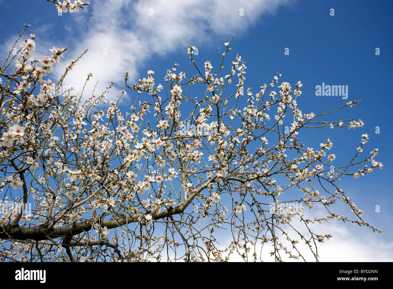 Amandier en fleurs contre un ciel bleu profond , février, région d'Axarquia, Andalousie, Espagne, Europe, Européen, Espagnol, Banque D'Images