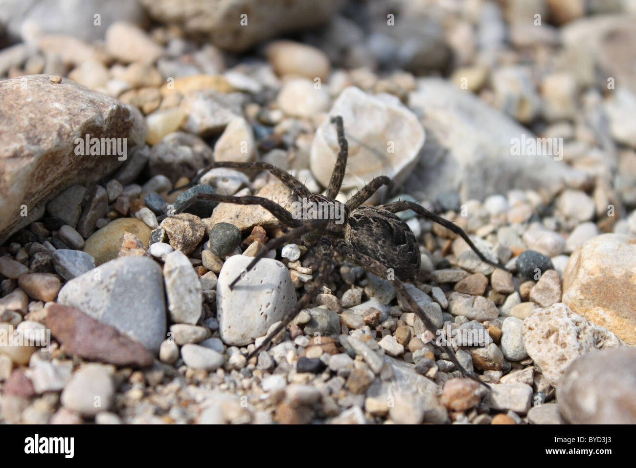 Pêche foncé (araignées Dolomedes tenebrosus) Banque D'Images