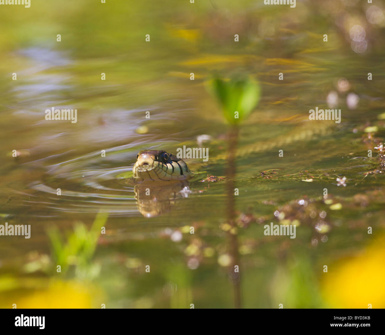 Couleuvre à collier (Natrix natrix) Nager dans l'étang Banque D'Images