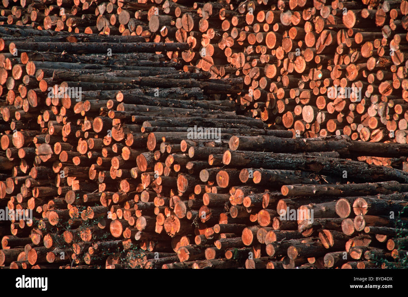 Des piles de bois brut de sciage rogné en attente d'envoi d'un chantier de bois près d'Eureka, en Californie. Banque D'Images