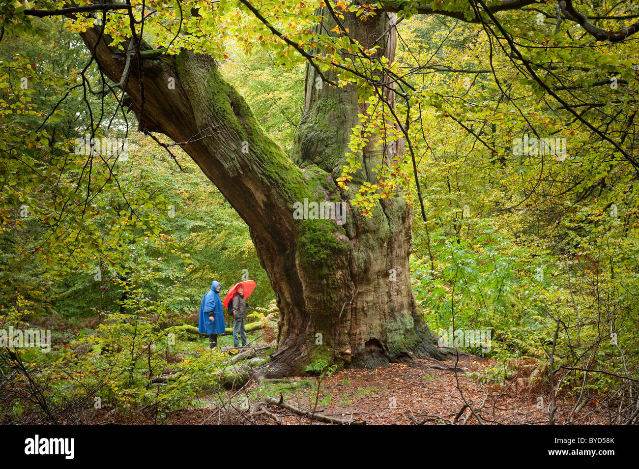 'Wappeneiche', le chêne (Quercus), réserve naturelle, des forêts anciennes de Sababurg, Reinhard Forêt, Warburg, Hesse du Nord, Hesse Banque D'Images