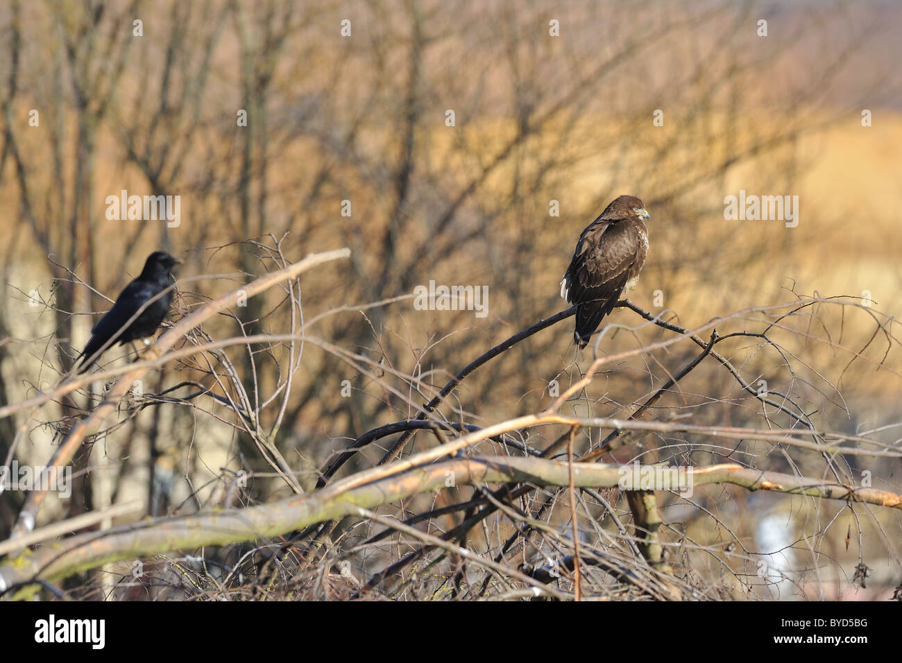 Buse variable (Buteo buteo) perché dans l'arbre avec Corneille - corneille eurasien (Corvus corone) en hiver - Belgique Banque D'Images