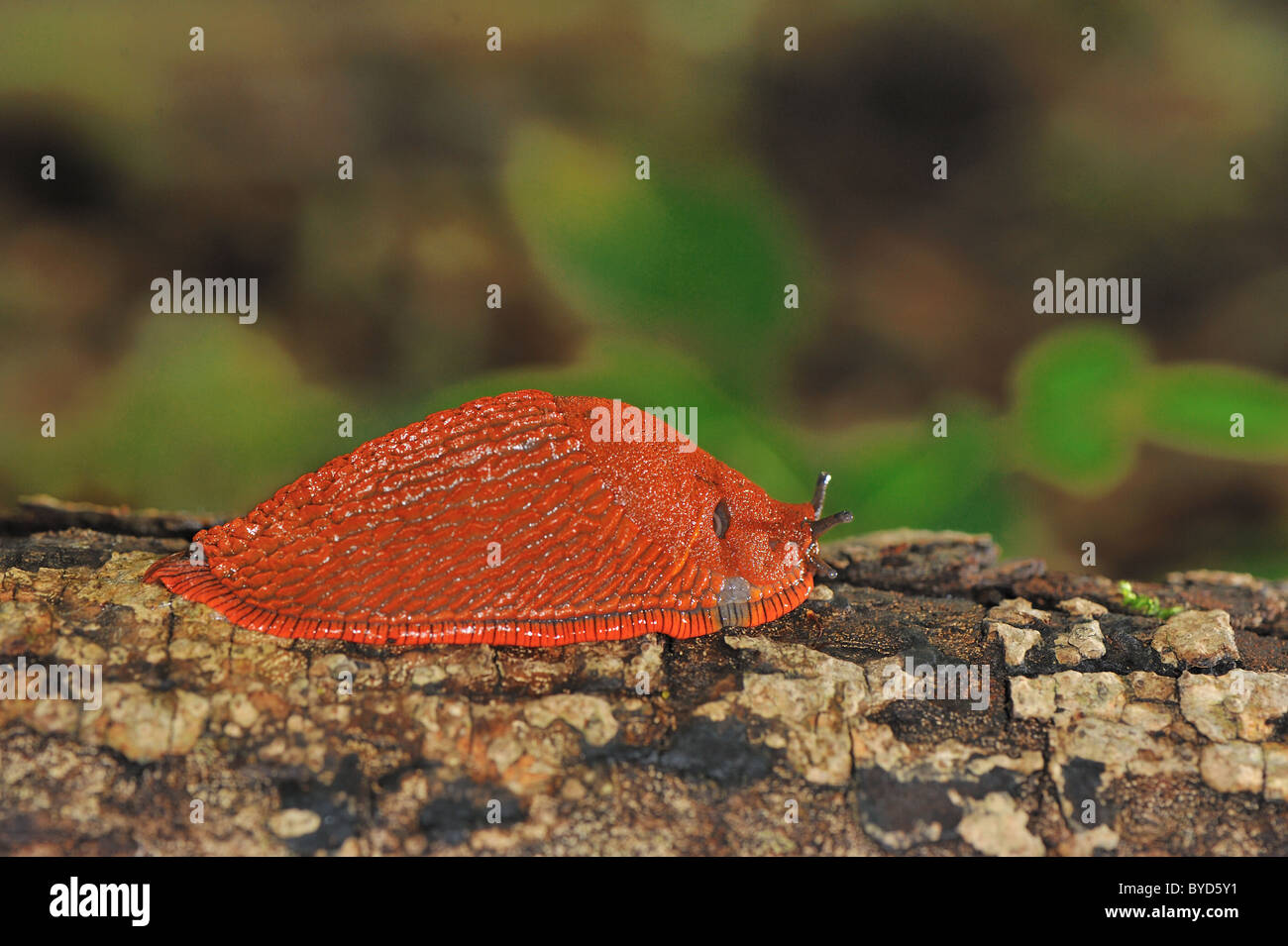 Limace rouge (Arion rufus) sur branche morte - Louvain-La-Neuve - Belgique Banque D'Images