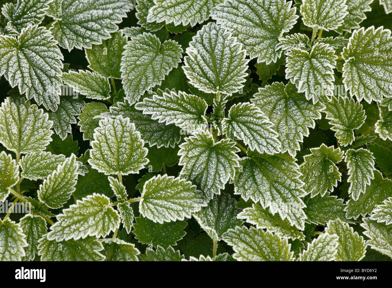 Grande ortie (Urtica dioica) avec de la gelée blanche Banque D'Images