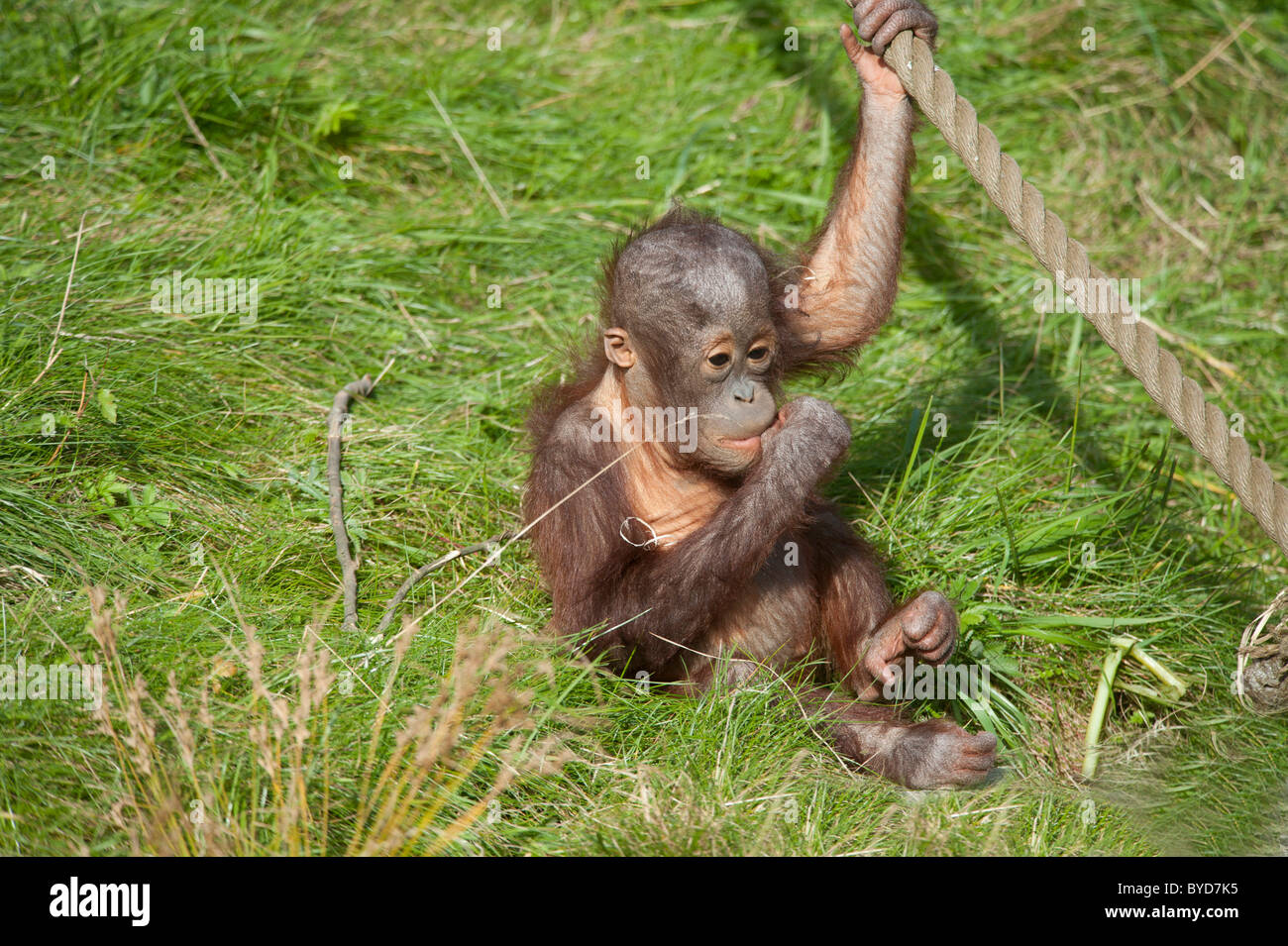 L'orang-outan (Pongy pygmaeus), bébé, les jeunes Banque D'Images