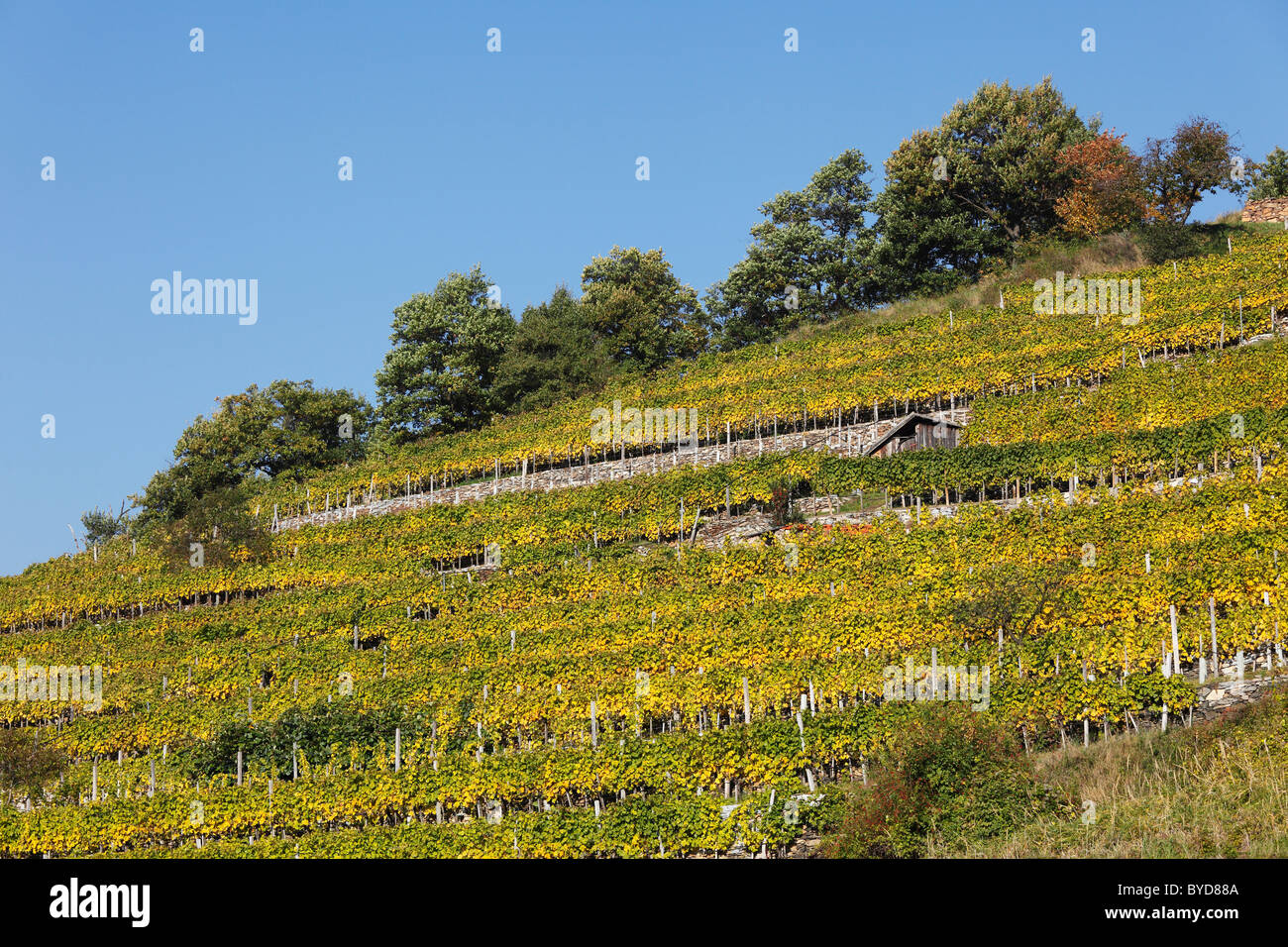Vignoble en automne, Viessling, Spitzer Graben valley, vallée de la Wachau, région de Waldviertel, Basse Autriche, Autriche, Europe Banque D'Images