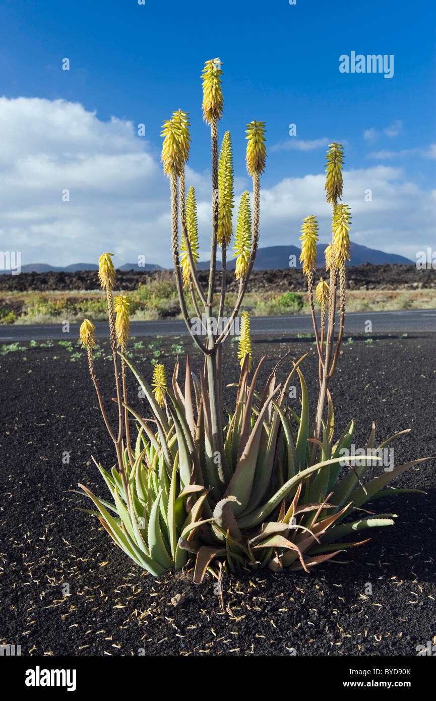 Fleur d'Aloe Vera, UGA, Lanzarote, Canary Islands, Spain, Europe Banque D'Images