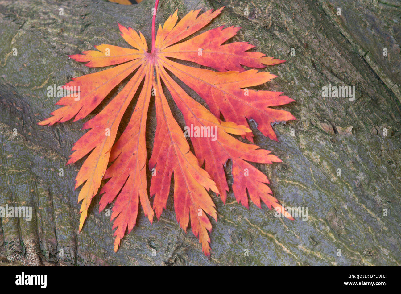 L'érable japonais ou Fullmoon Érable (Acer japonicum Aconitifolium cultivar), leaf Banque D'Images