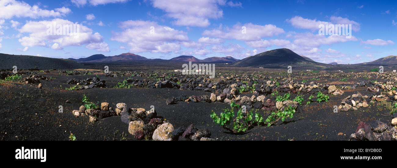 La viticulture, l'agriculture des zones arides sur la lave, paysage volcanique à La Geria, Lanzarote, Canary Islands, Spain, Europe Banque D'Images