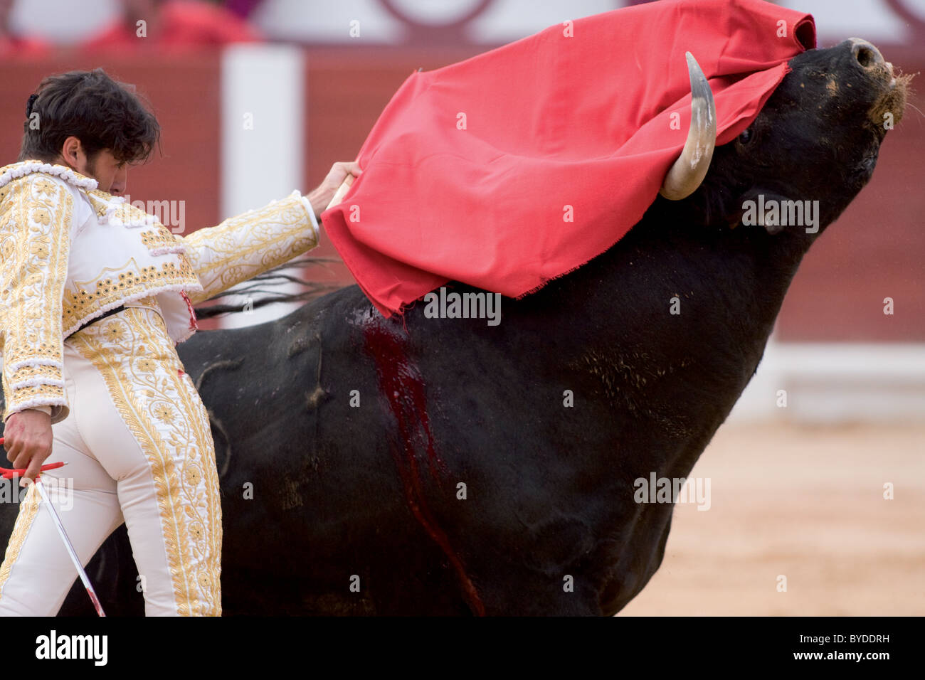 Bullfight.Gijón, Asturies, Espagne, dans les arènes. Foire de tauromachie en l'honneur de la Vierge notre-Dame de Begoña Banque D'Images