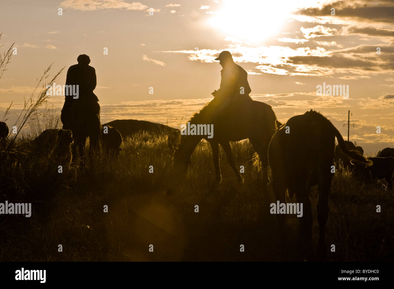 Rider en contre-jour, coucher de soleil, Issy, du Kirghizistan, de l'Asie centrale Banque D'Images