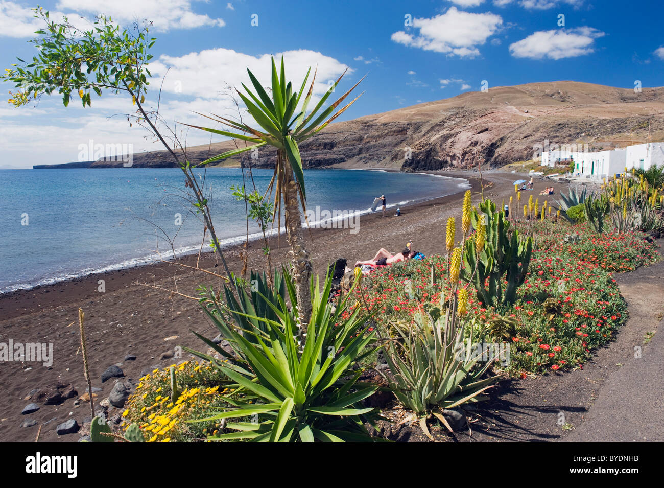 L'Aloe Vera fleur sur la plage de Playa Quemada, Lanzarote, Canary Islands, Spain, Europe Banque D'Images