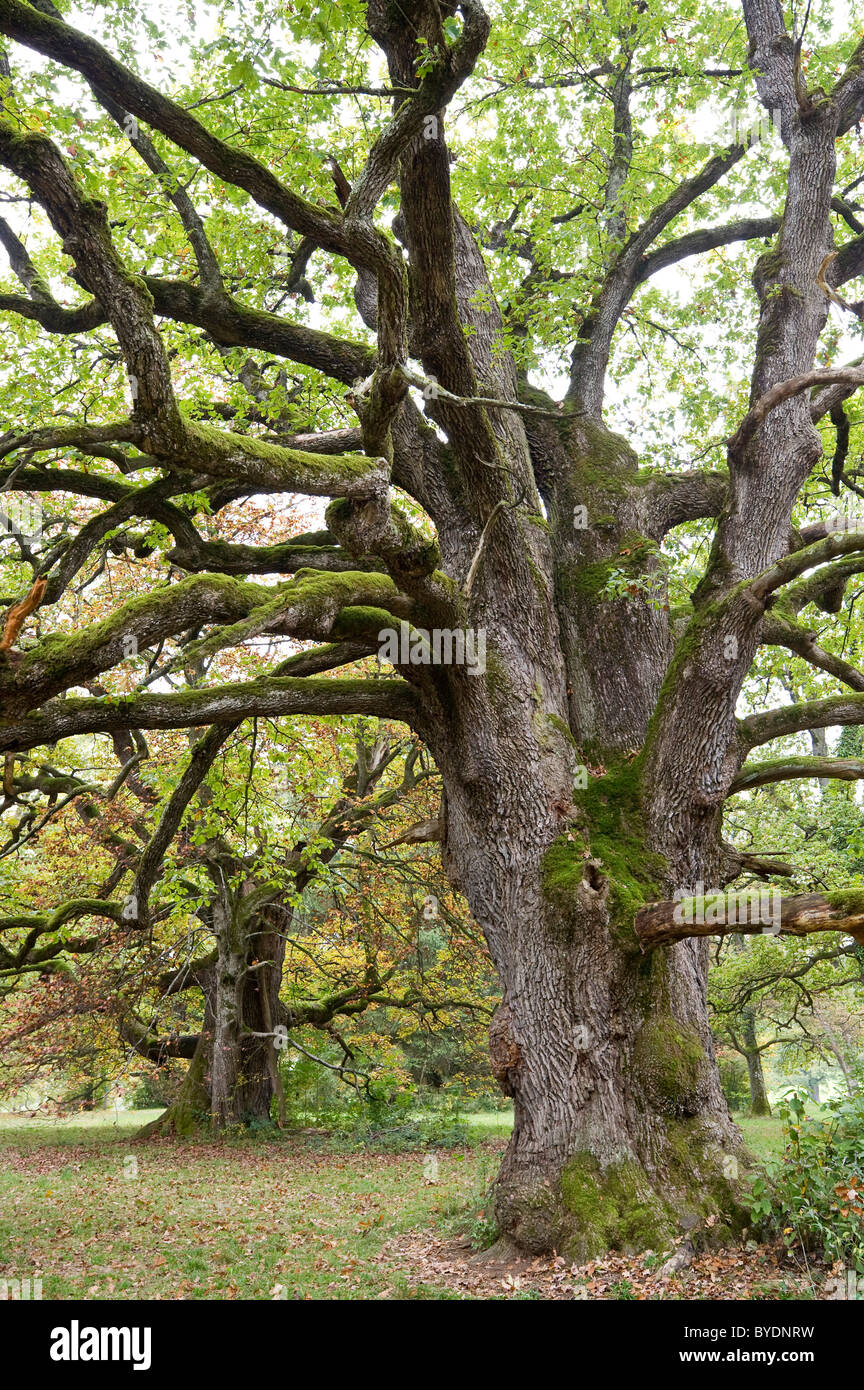 Chêne antique près de Liestal, dans le Canton de Bâle, Suisse, Europe Banque D'Images
