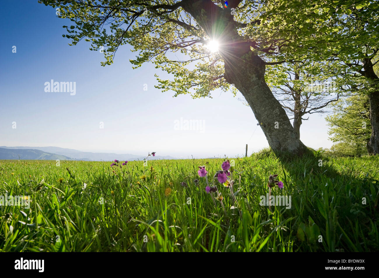 Les hêtres tordus du vent sur Mt. Schauinsland, Forêt-Noire, Bade-Wurtemberg, Allemagne, Europe Banque D'Images
