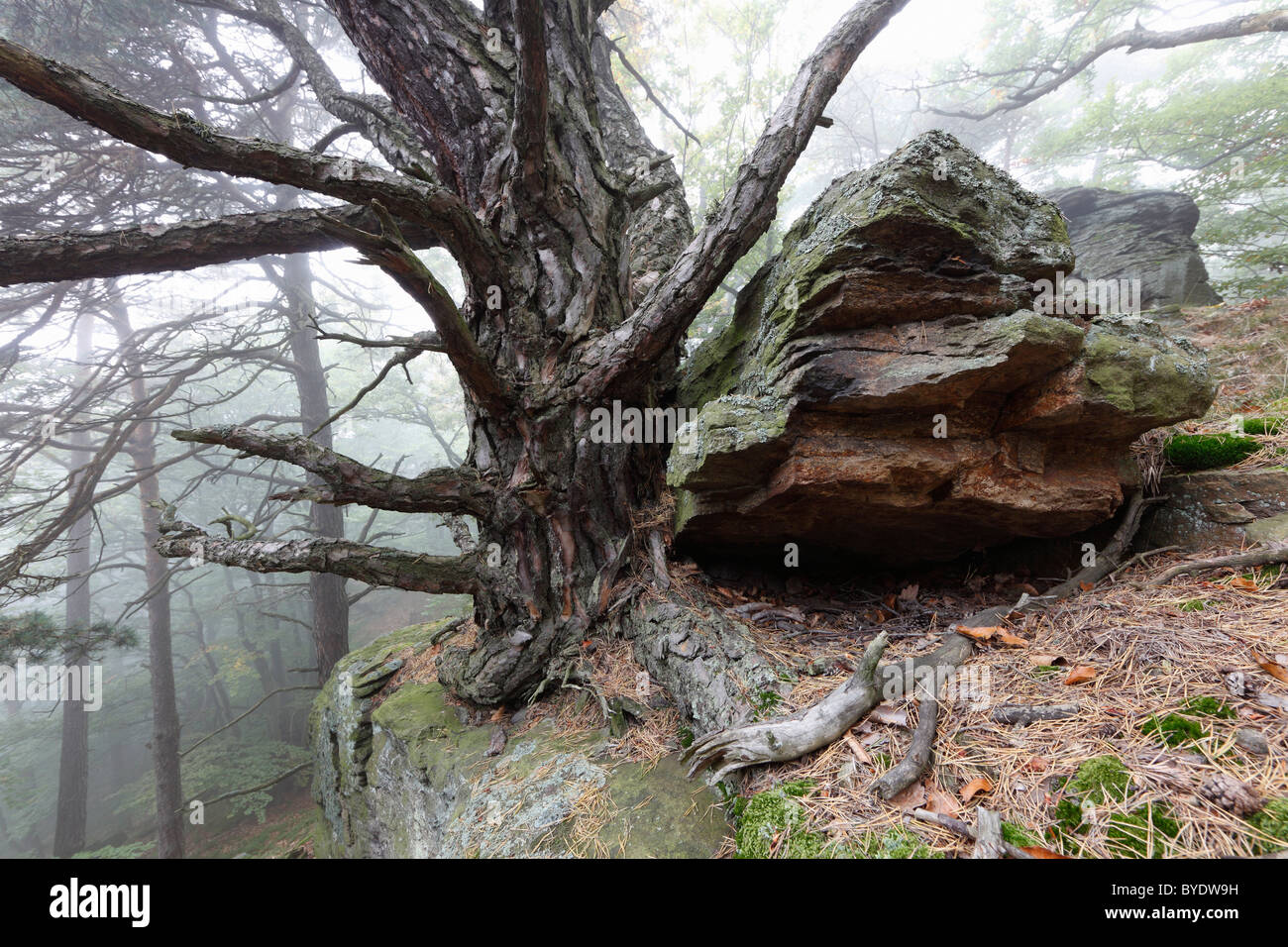 Rochers et d'un pin dans une forêt, près de Sandl Dürnstein, vallée de la Wachau, région de Waldviertel, Basse Autriche, Autriche, Europe Banque D'Images