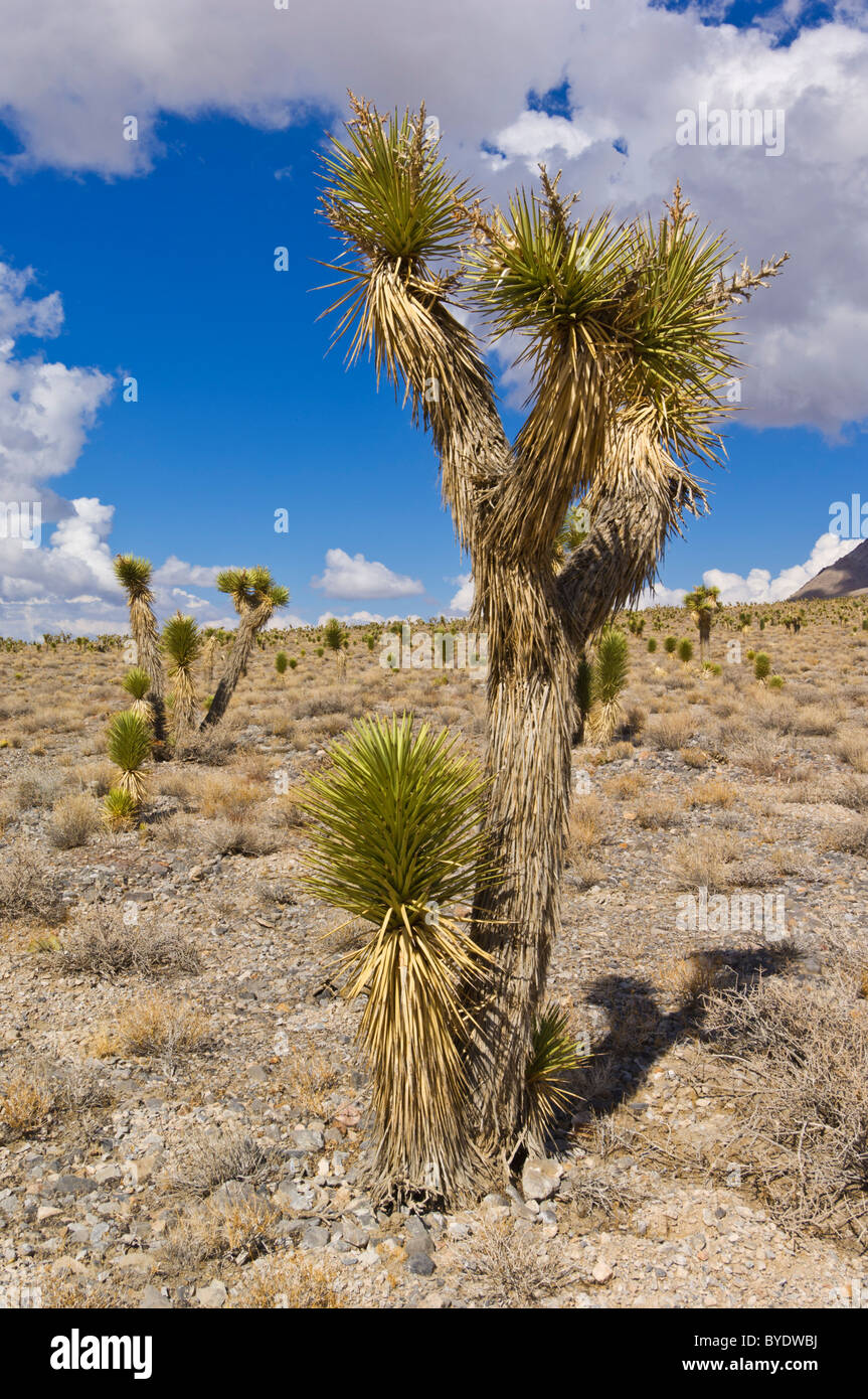 Joshua tree forest, Yucca brevifolia, sur la route de l'Hippodrome, la Death Valley National Park, California, USA Banque D'Images