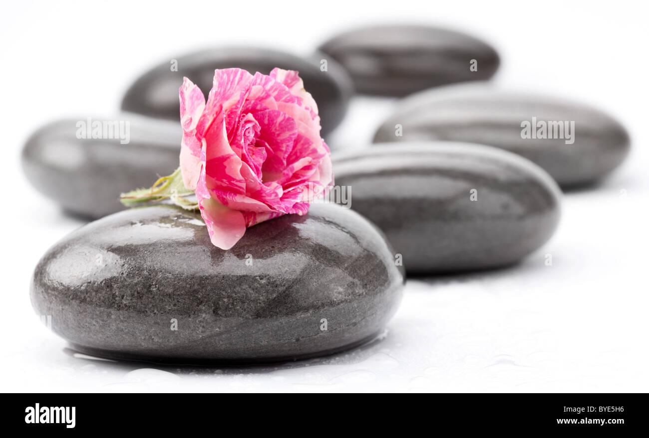 Pierres Spa avec rose fleur sur fond blanc. Banque D'Images