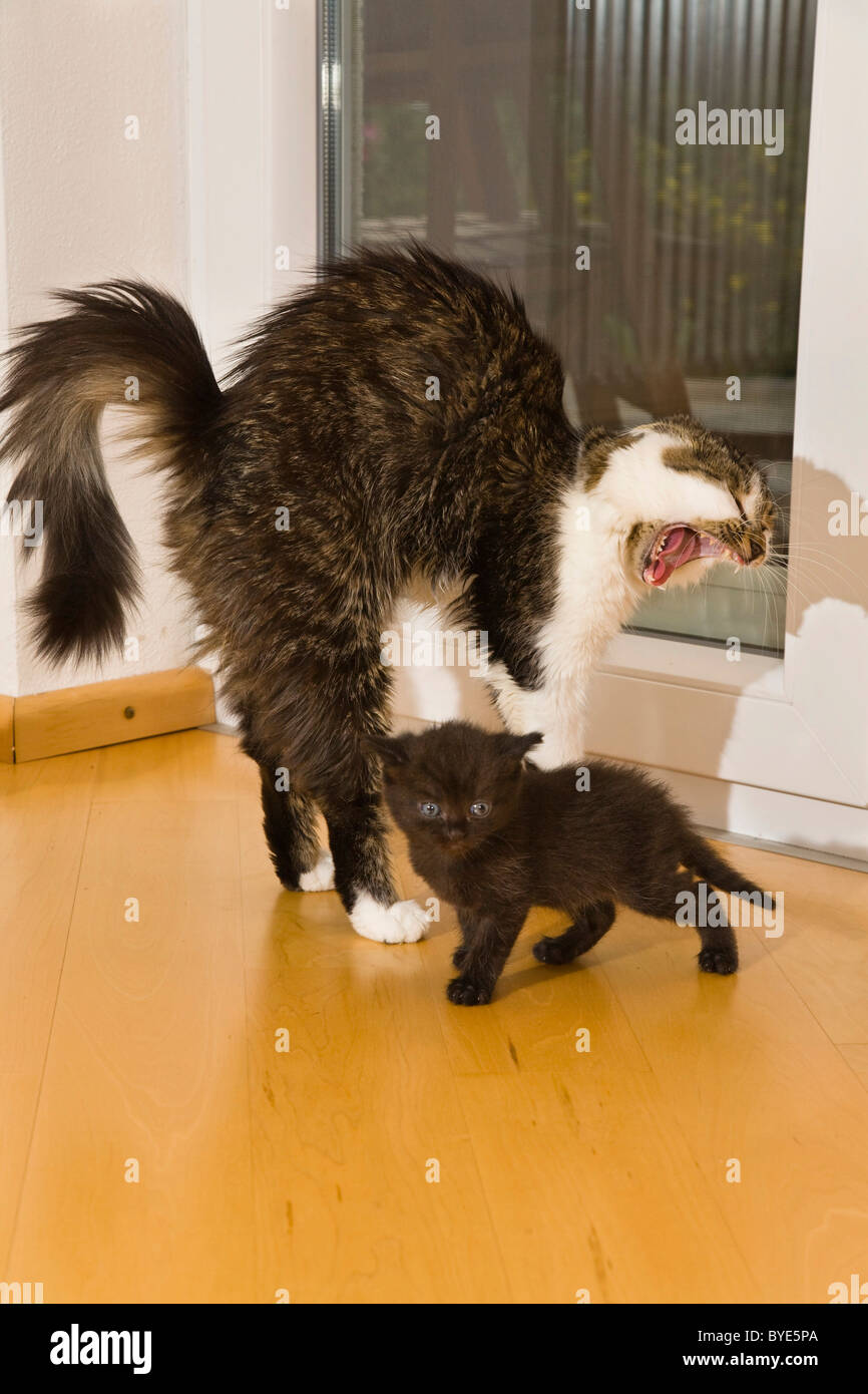 Chat domestique avec chaton bâillements et arquant son dos Banque D'Images